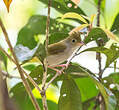 Yuhina à ventre blanc