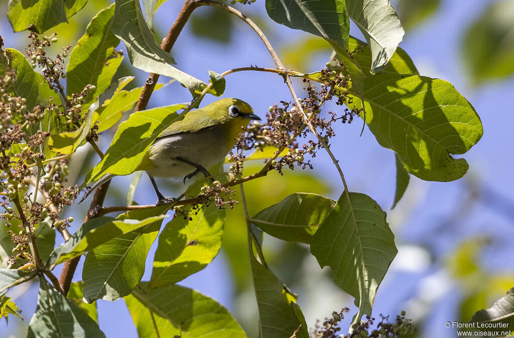 Heuglin's White-eye