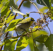 Ethiopian White-eye
