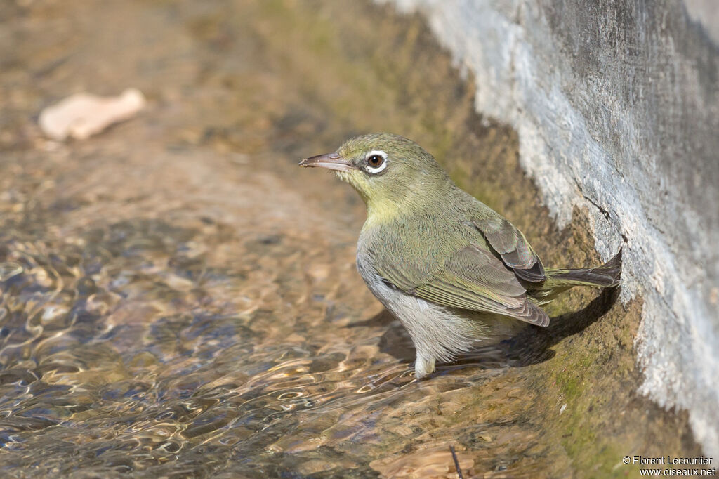 Abyssinian White-eye