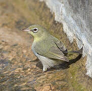 Abyssinian White-eye