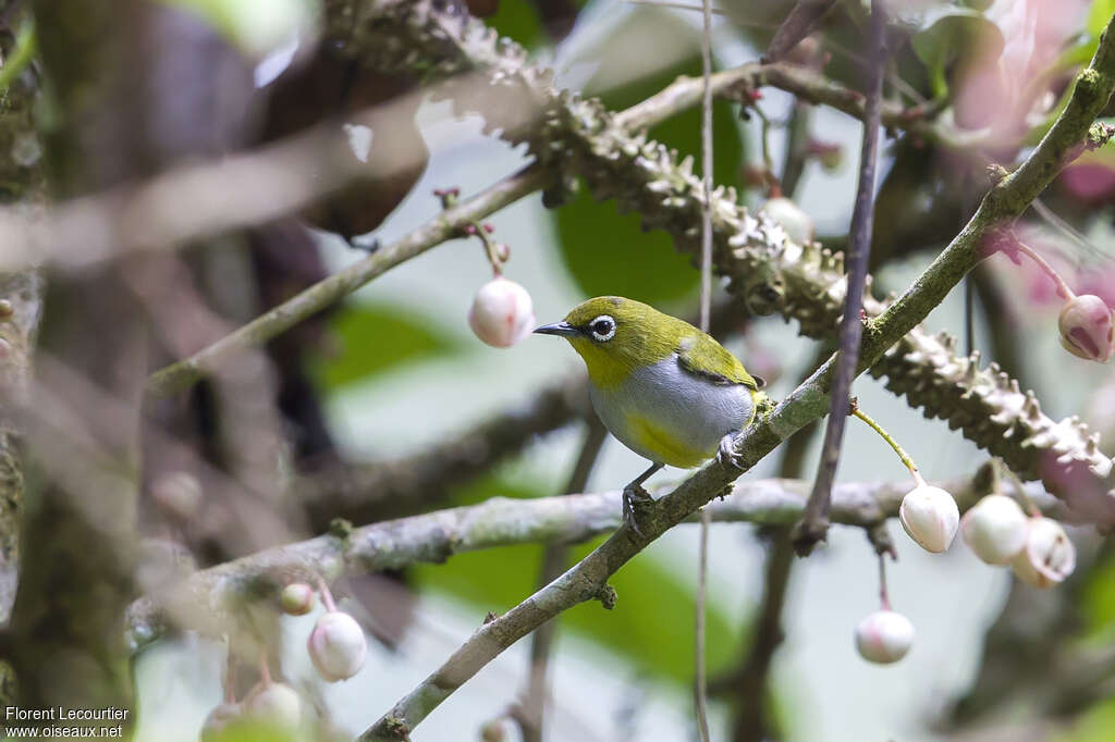 Everett's White-eyeadult, identification