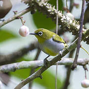 Everett's White-eye