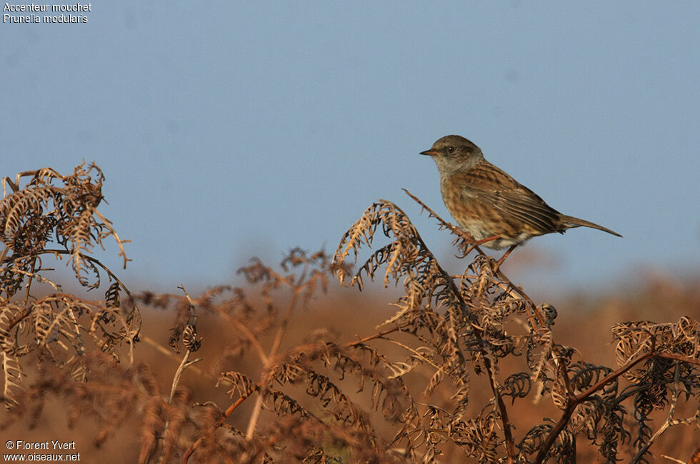 Dunnock