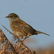 Dunnock