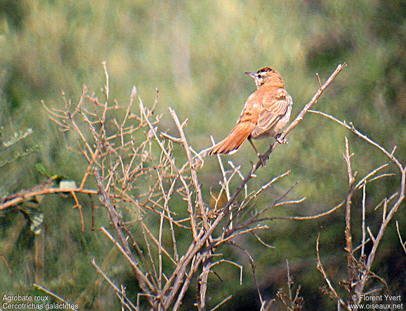 Rufous-tailed Scrub Robin, identification, Behaviour