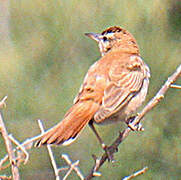 Rufous-tailed Scrub Robin