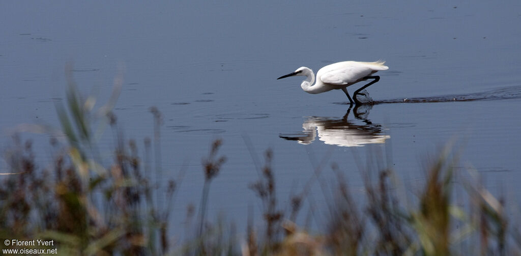 Aigrette garzetteadulte, Comportement