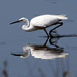 Aigrette garzette