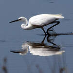 Aigrette garzette