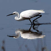 Little Egret