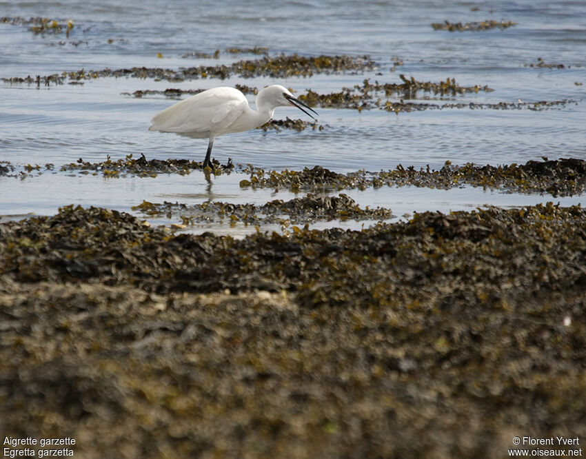 Aigrette garzetteadulte, Comportement