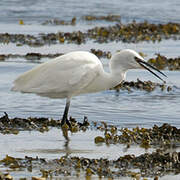 Little Egret