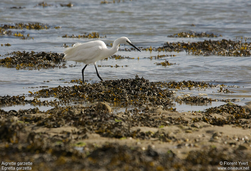 Aigrette garzetteadulte, Comportement