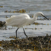 Little Egret