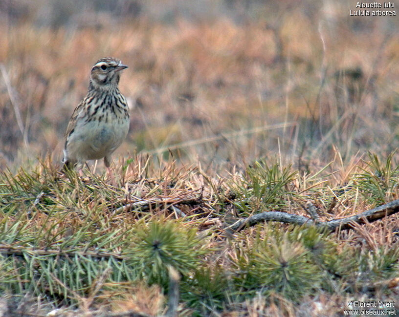 Woodlark, identification, Behaviour