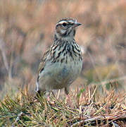 Woodlark