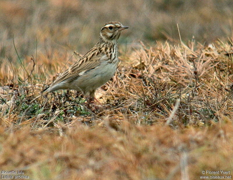 Woodlark, identification, Behaviour