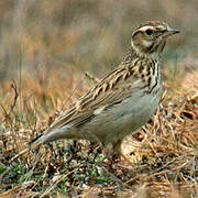 Woodlark