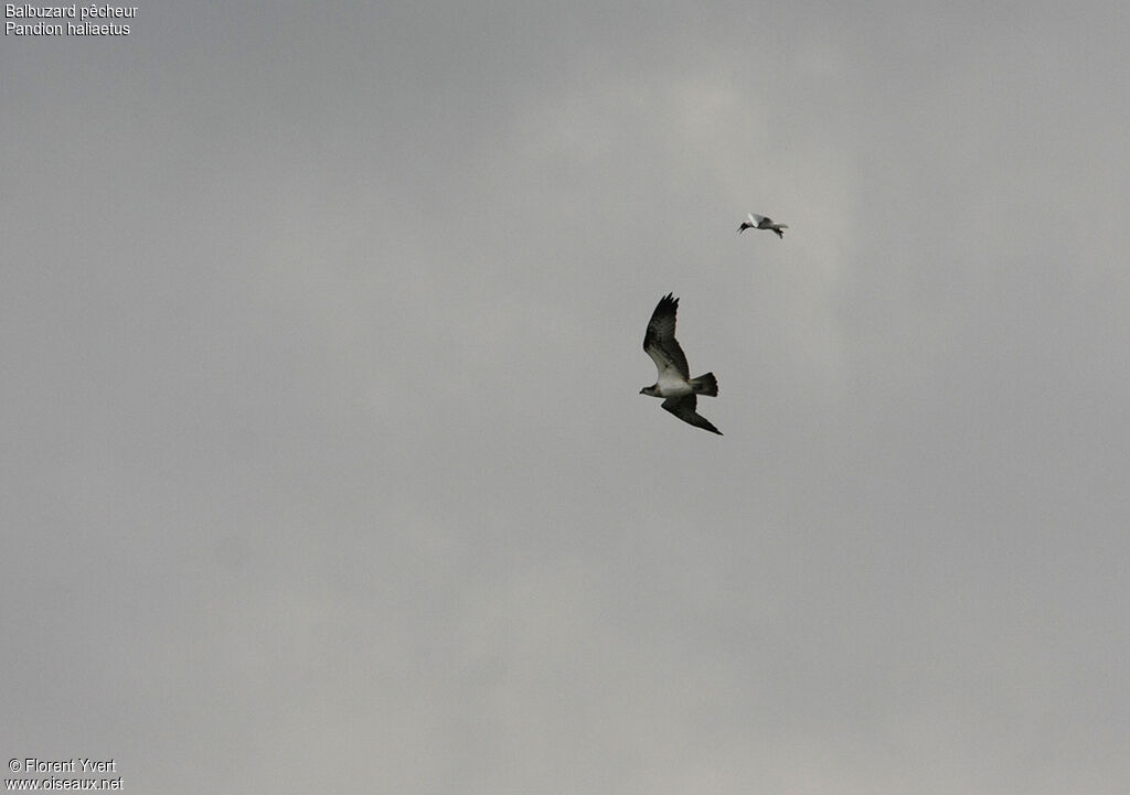 Osprey female adult, Flight, Behaviour