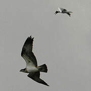 Western Osprey