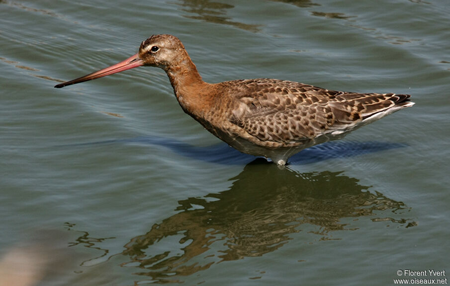 Black-tailed Godwit