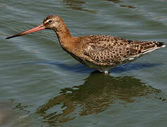 Black-tailed Godwit