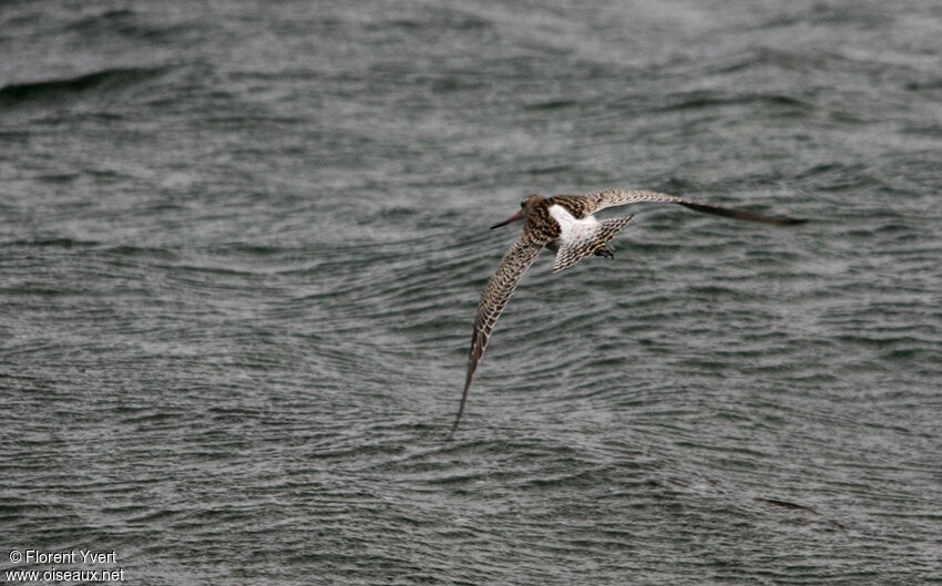 Bar-tailed Godwit, Flight