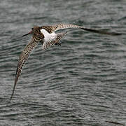 Bar-tailed Godwit