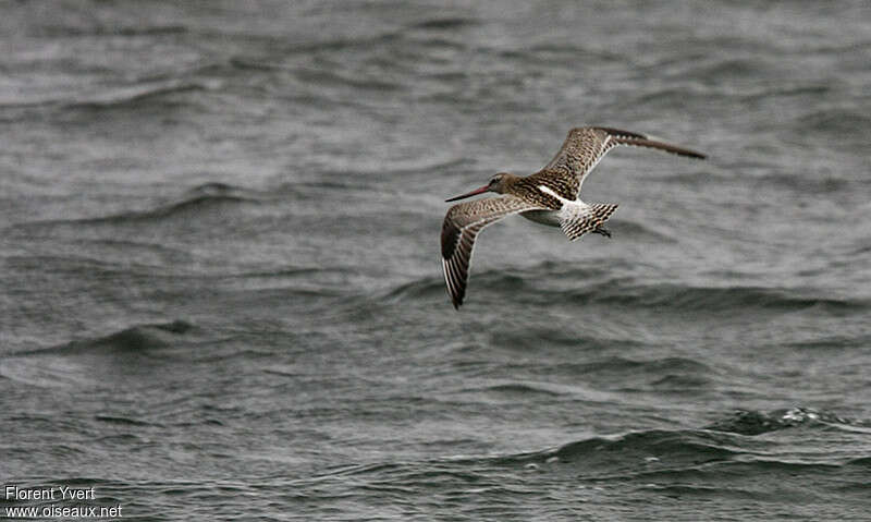 Barge rousse, Vol