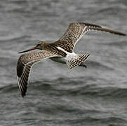 Bar-tailed Godwit