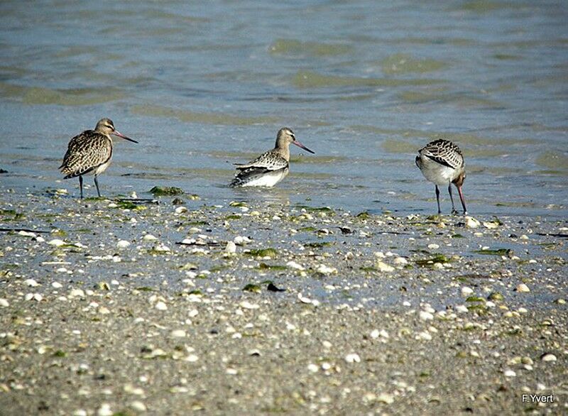 Bar-tailed Godwit