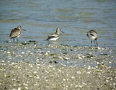 Bar-tailed Godwit