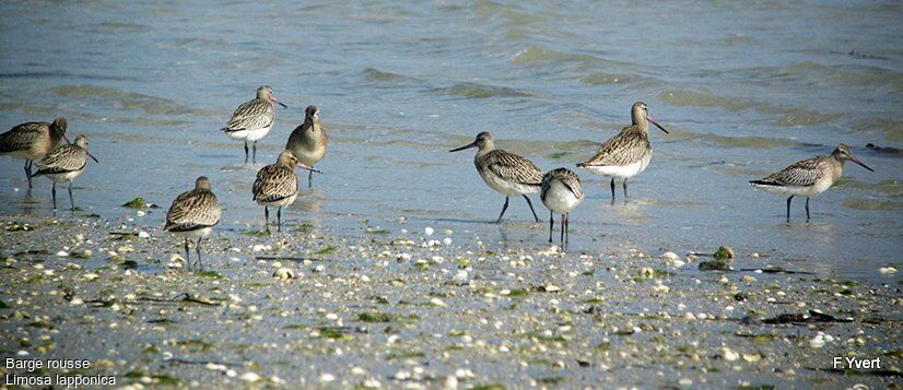 Bar-tailed Godwit, identification