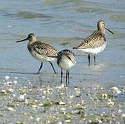 Bar-tailed Godwit