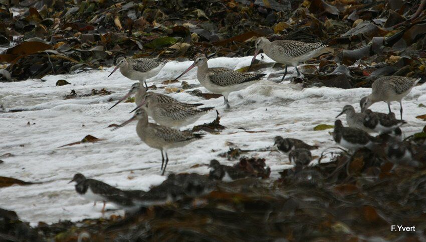 Bar-tailed Godwit