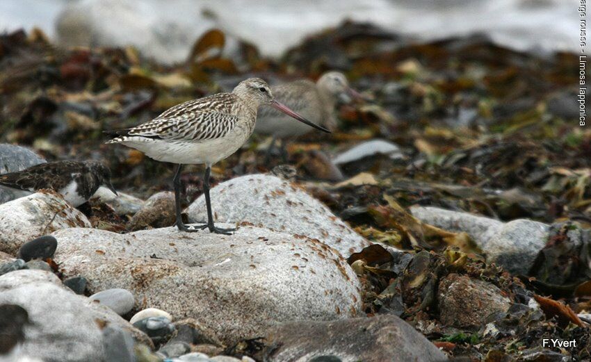 Bar-tailed Godwit, identification