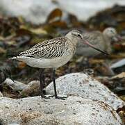 Bar-tailed Godwit