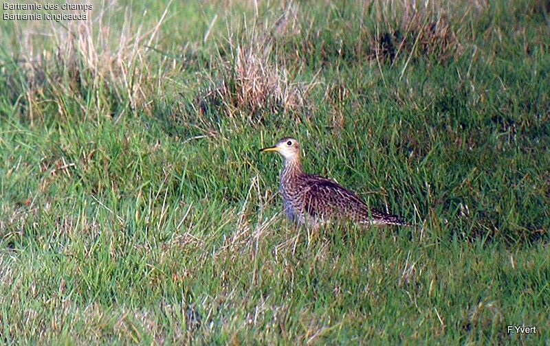 Upland Sandpiper, identification