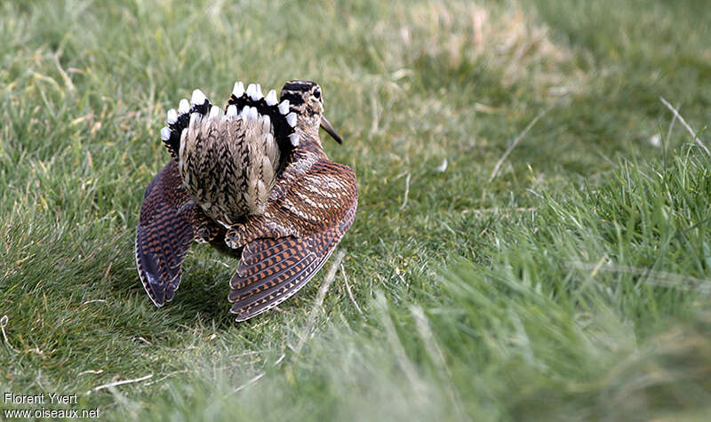 Eurasian Woodcock, Behaviour