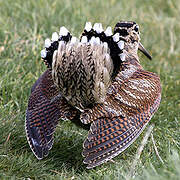 Eurasian Woodcock