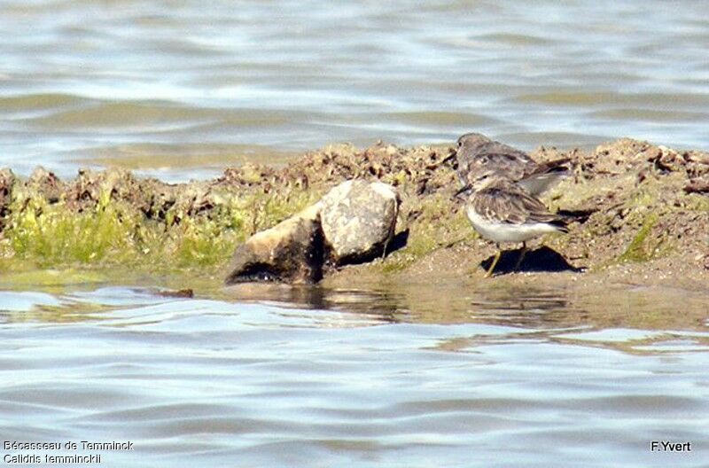 Temminck's Stint, identification