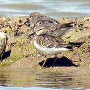 Temminck's Stint