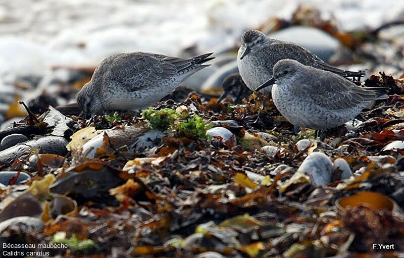 Red Knot, identification, Behaviour