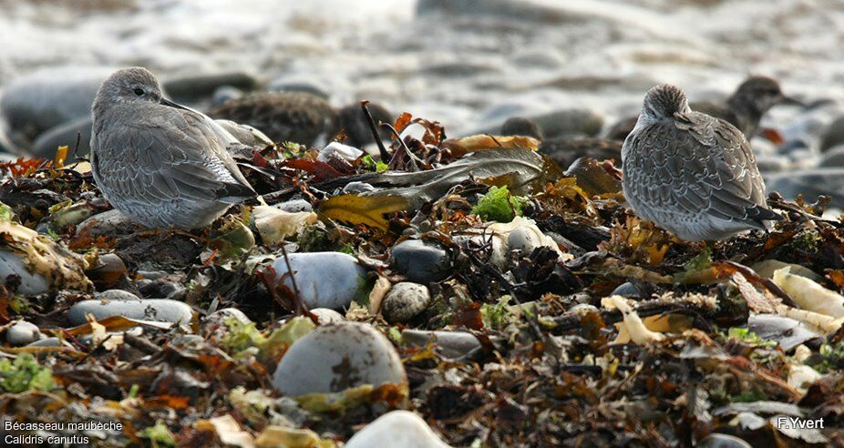 Red Knot, identification