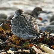 Red Knot