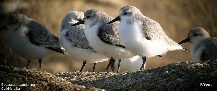 Sanderling, Behaviour