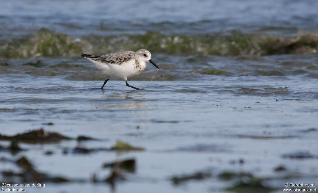 Bécasseau sanderlingadulte internuptial, identification, Comportement