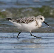 Bécasseau sanderling