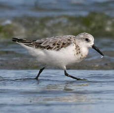 Bécasseau sanderling